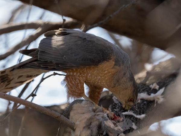 <h3><a href="/trips/Tucson_2023/biota/animalia/chordata/aves/017 accipitriformes/004 accipitridae/accipiter cooperii/accipiter cooperii-nl.html">Accipiter&nbsp;cooperii</a> / Cooper's&nbsp;hawk / Coopers&nbsp;sperwer</h3>OM-1 met OLYMPUS M.300mm F4.0, 1/2000 sec  bij F5.6, ISO 3200, afstand 5.85&nbsp;m